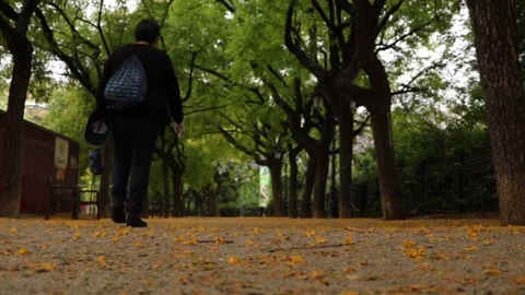 A beautiful path of green trees in the center of Barcelona Stock Footage 132836229