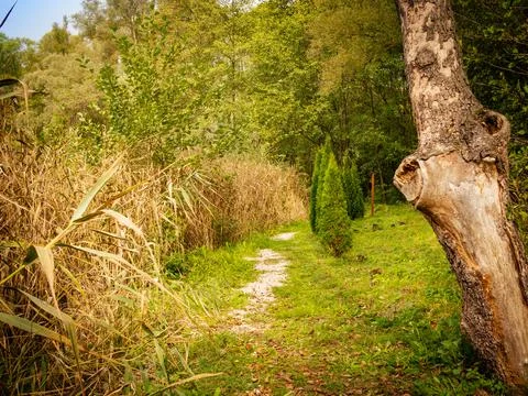 A beautiful path leading through the forest in a peaceful environment, Stock Photos