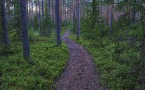 A beautiful path in a light pine forest with blueberry bushes at sunset. 写真素材