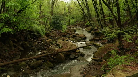 Beautiful path made by flowing creek Stock Footage 153872133