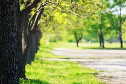 Beautiful path in the park Stock Photos