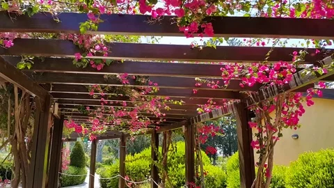 Beautiful path with pink flowers Video stock 76583412