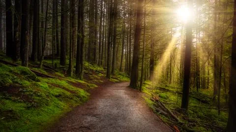 Beautiful Path in the Rainforest Foto stock