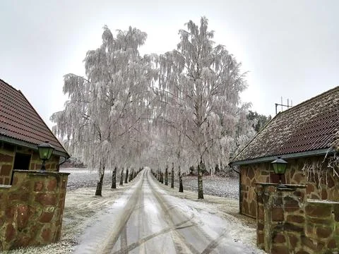 Beautiful path with snow covered trees at the sides Stock Photos