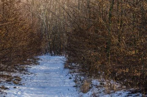 Beautiful path with snow in the forest Stock Photos