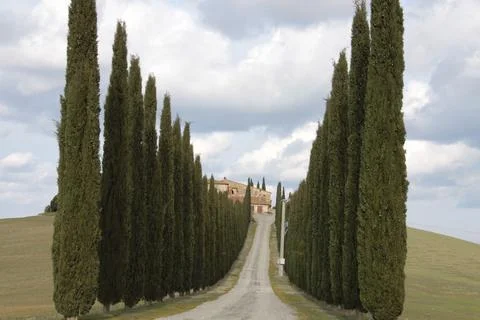 Beautiful path surrounded by trees Stock Photos