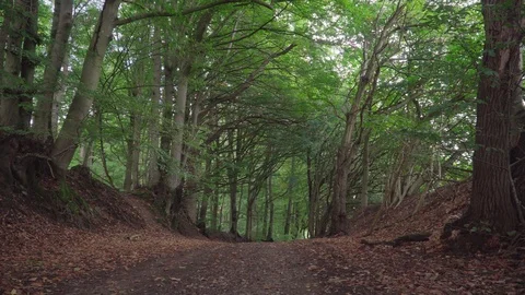 Beautiful path through a autumn forest Stock Footage 96073281