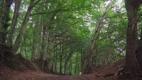 Beautiful path through a autumn forest Stock Footage 97070620