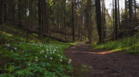 Beautiful path through a clearing with fresh white primroses, spring nature i Foto stock
