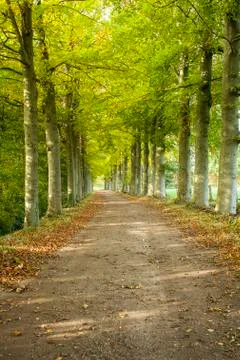 Beautiful path with trees Stock Photos