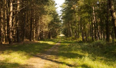 Beautiful path with trees, various trees on the path, idyllic path Stock Photos
