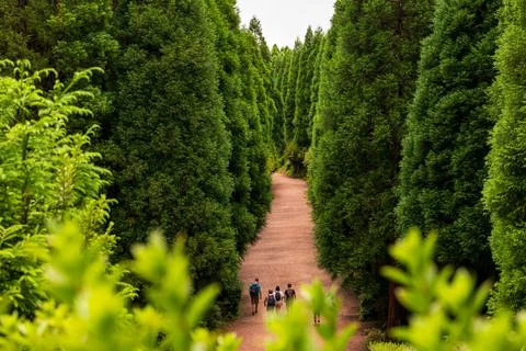 Beautiful pathway with big trees. Sete Cidades, Sao Miguel island, Azores Stock Photos
