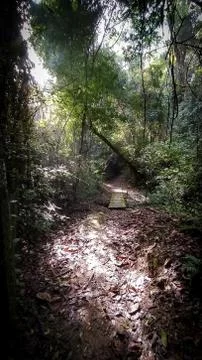 Beautiful pathway with sun rays in the forest. Stock Photos