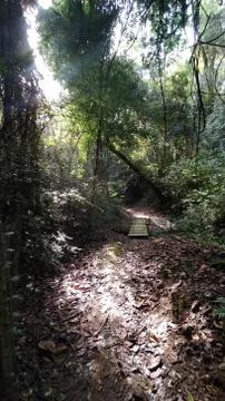 Beautiful pathway with sun rays in the forest. Stock Photos
