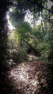 Beautiful pathway with sun rays in the forest. Stock Photos