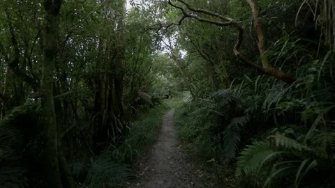 A Beautiful Pathway through the Jungle in Rainforest Video stock 134654798