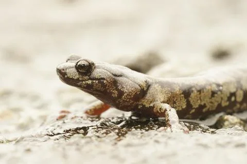 A beautiful pattern Aneides ferreus, Clouded salamander crossing a rainy street Stock Photos