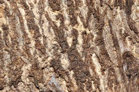 Beautiful pattern of Arjuna tree bark and texture background Foto stock