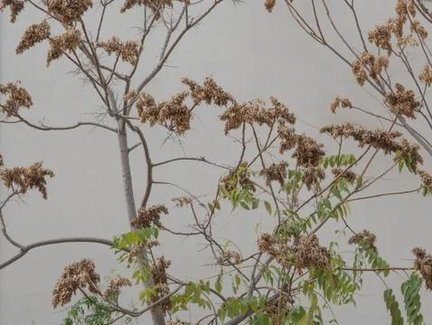 Beautiful pattern of autumn branches Stock Photos