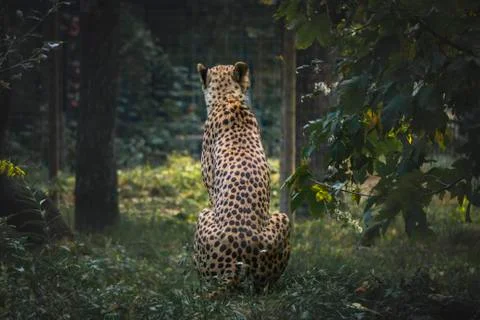 Beautiful pattern on the back Stock Photos