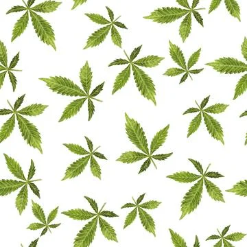 A Beautiful Pattern of Cannabis Leaves Set Against a White Background, Creating Stock Illustration