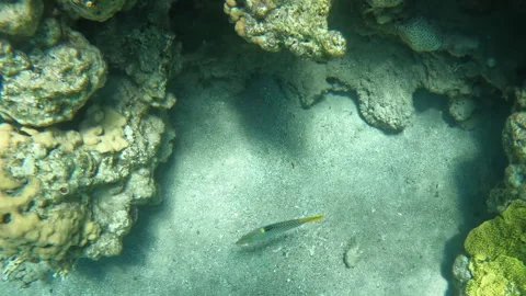 The Beautiful Pattern of the Checkerboard Wrasse Fish Vídeo Stock 306632197
