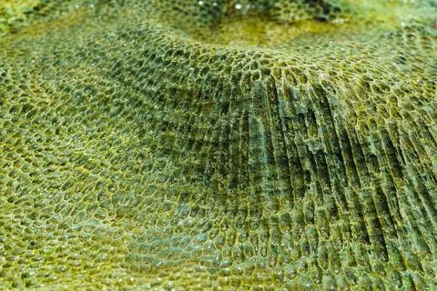 A beautiful pattern of corals on the beach Stock Photos