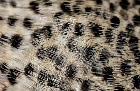 Beautiful pattern on the feathers of birds Foto stock