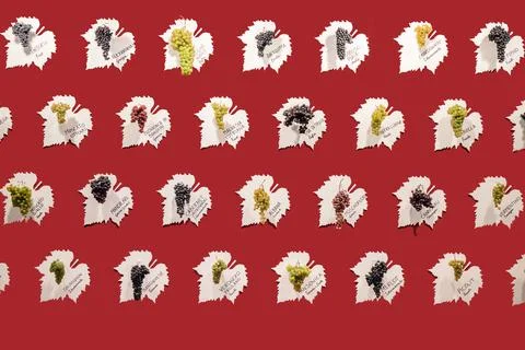 A beautiful pattern with grape varieties on the grape leaves in the dark red  Stock Photos