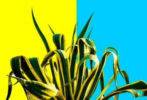 Beautiful pattern of green cactuses succulent isolated on bright yellow blue Stock Photos