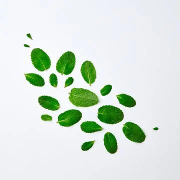 Beautiful pattern of green mint petals on a white background. Flat lay Foto stock