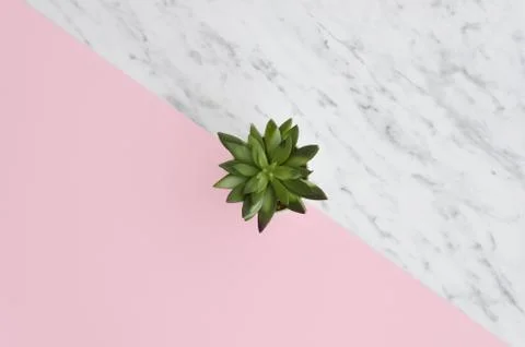 Beautiful pattern of green succulent isolated on pink and marble bright split Stock Photos