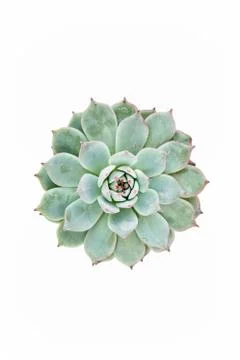 Beautiful pattern of green succulents isolated on white background. Flat lay Stock Photos