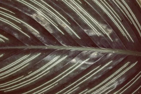 Beautiful pattern on leaf. Stock Photos