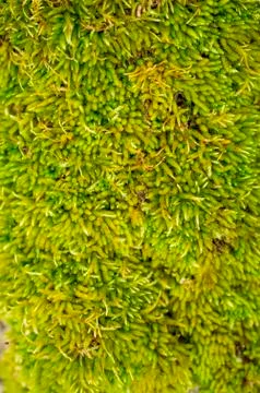 Beautiful pattern of leaves on a plant Stock Photos