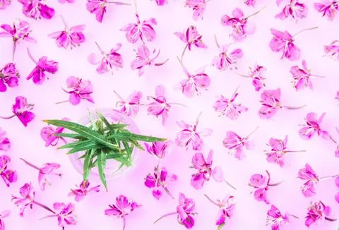 Beautiful pattern made of fresh willow-herb flowers and leaves Stock Photos