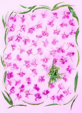 Beautiful pattern made of fresh willow-herb flowers and leaves Stock Photos