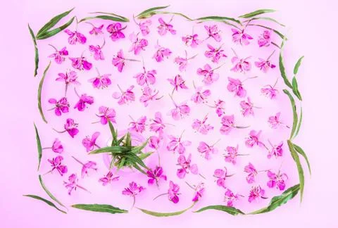 Beautiful pattern made of fresh willow-herb flowers and leaves Stock Photos