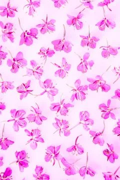 Beautiful pattern made of fresh willow-herb flowers Stock Photos