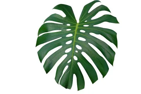 Beautiful pattern Monstera Big Leaf botanic freshness plant on isolate backgr Stock-Fotos