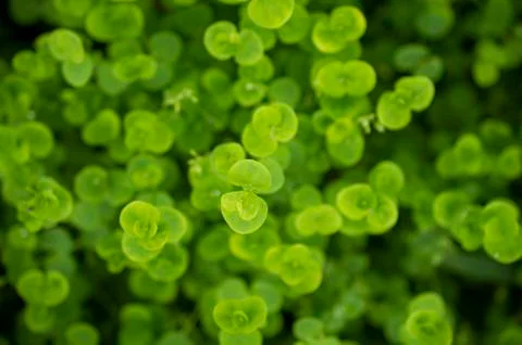 Beautiful pattern of moss on a surface Stock Photos