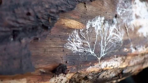 Beautiful pattern from the mycelium on the decaying tree trunk. 4k video. Vidéo 84421475