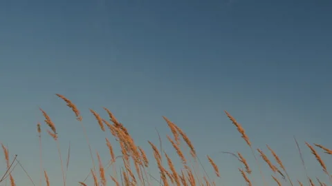 Beautiful Pattern With Neutral Colors. Stalks Of Dry Reeds Background Sunset Stock Footage 265837527
