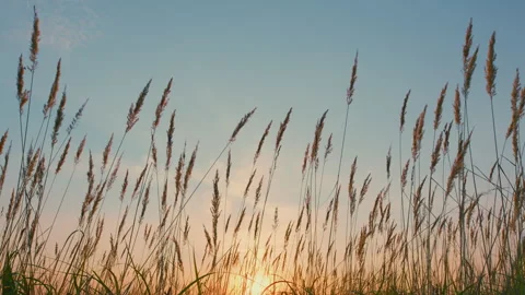 Beautiful Pattern With Neutral Colors. Stalks Of Dry Reeds Background Sunset Stock Footage 265841758