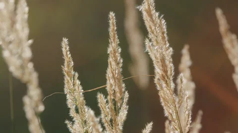 Beautiful Pattern With Neutral Colors. Stalks Of Dry Reeds Background Sunset. Me Stock Footage 303221412