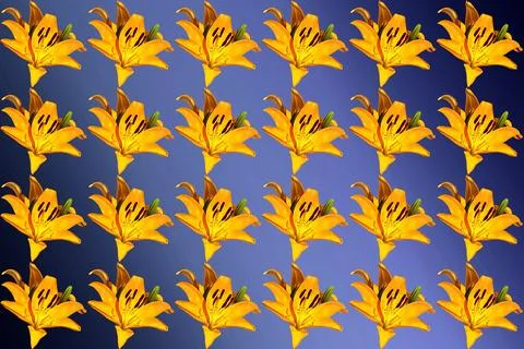 Beautiful pattern of orange lily flowers on blue gradient Stock Illustration