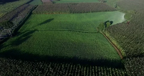 Beautiful Pattern of paddy field, green field view from above Stock Footage 164557464