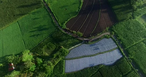 Beautiful Pattern of paddy field, green field view from above Video stock 164560556