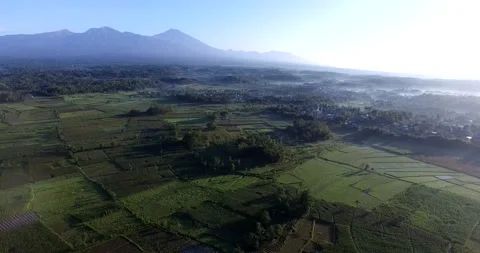 Beautiful Pattern of paddy field, green field view from above Video stock 164561499