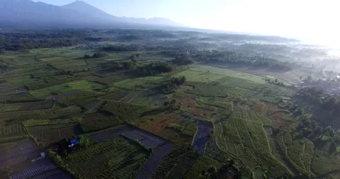 Beautiful Pattern of paddy field, green field view from above Stock Footage 164561826